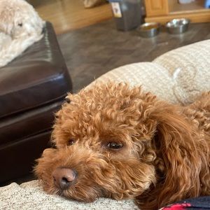 Meet your Posher, Ronnie